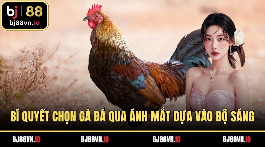 Bí quyết chọn gà đá qua ánh mắt dựa vào độ sáng