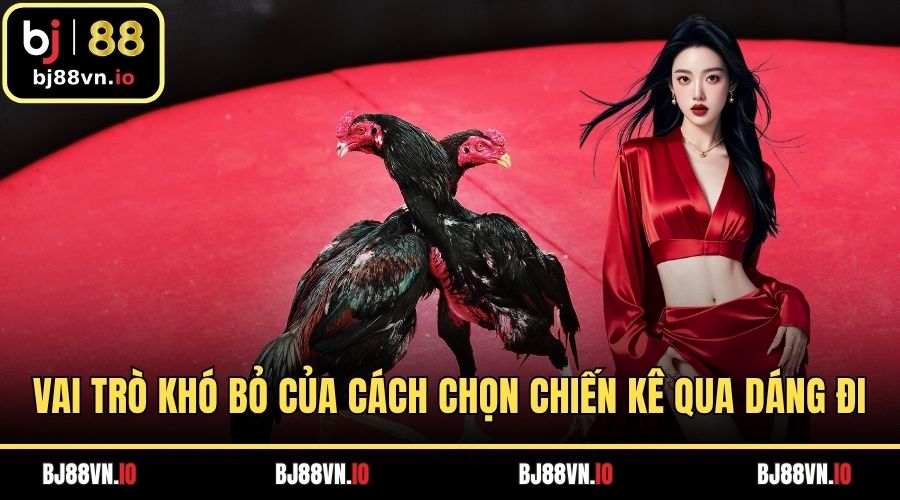 Vai trò khó bỏ của cách chọn chiến kê qua dáng đi